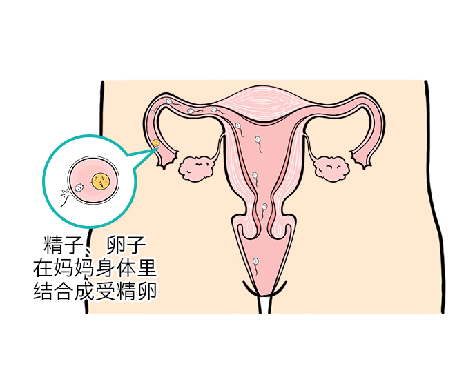 爸爸=男生,身体里有个东西叫"精子" 妈妈=女生,身体里有个东西叫"